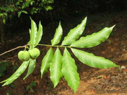 Image of Lepisanthes tetraphylla (Vahl) Radlk.