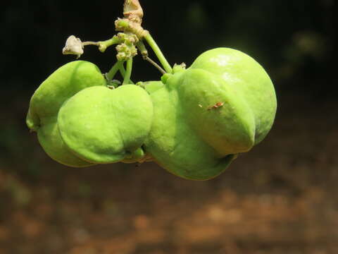 Image of Lepisanthes tetraphylla (Vahl) Radlk.