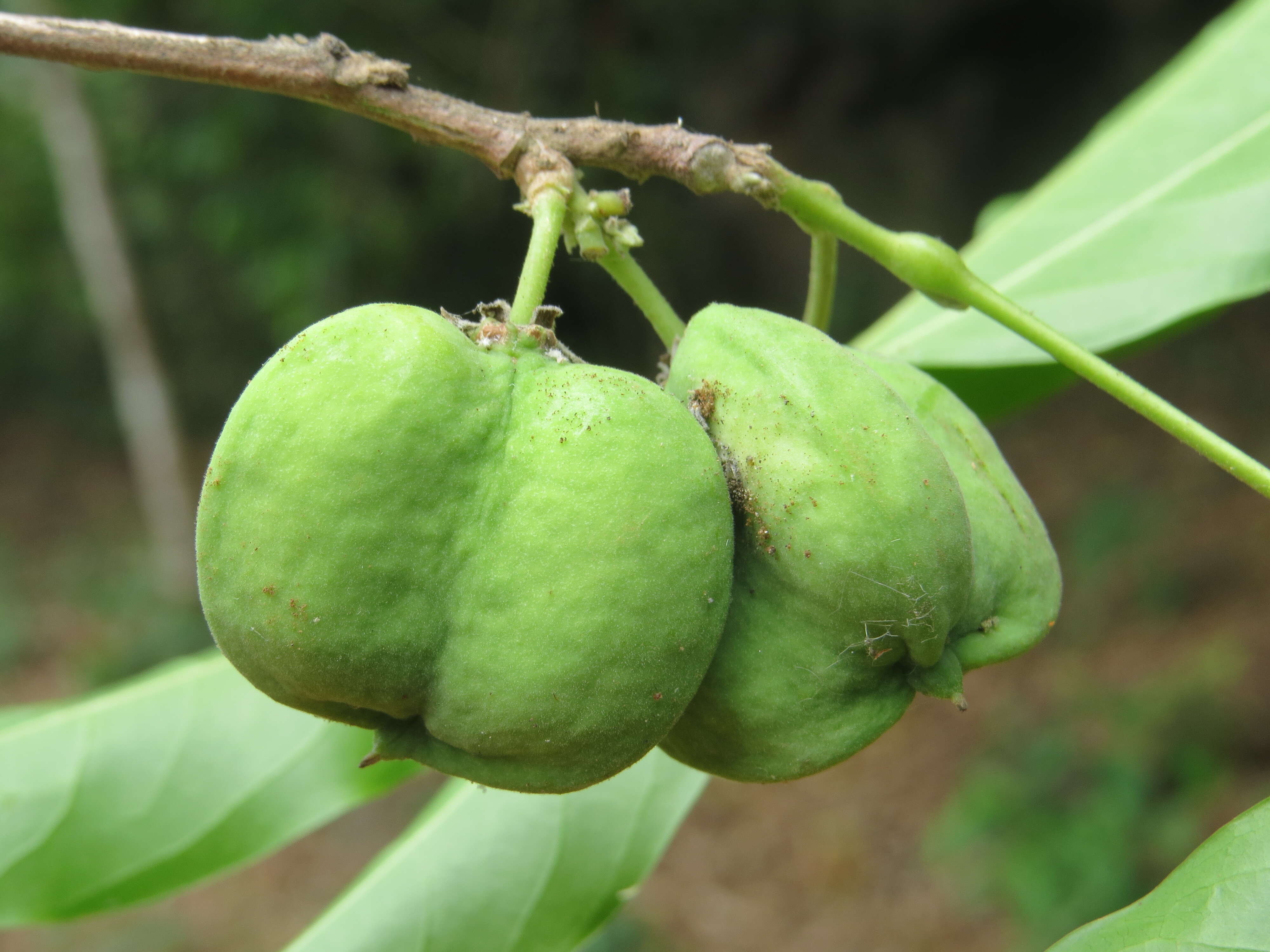 Image of Lepisanthes tetraphylla (Vahl) Radlk.