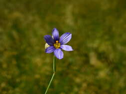 Image of swordleaf blue-eyed grass