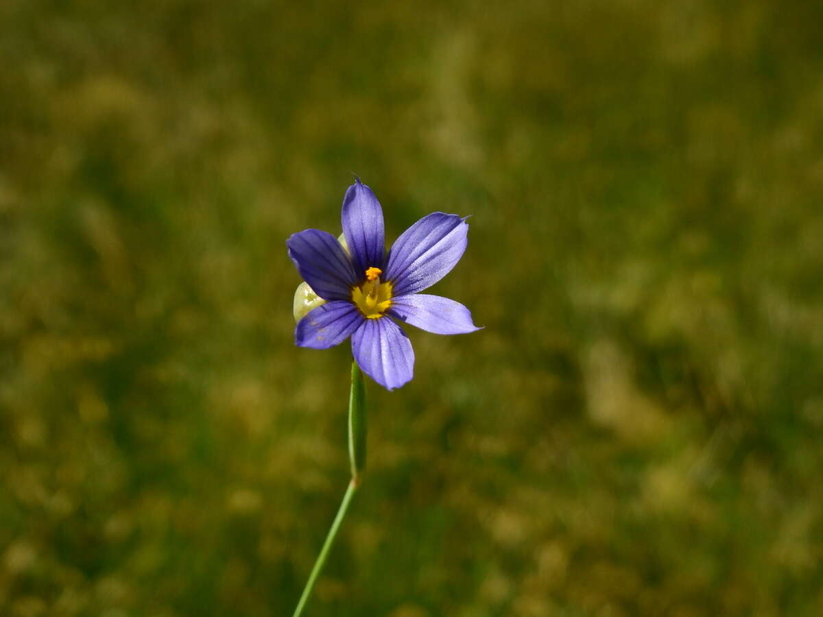 Image of swordleaf blue-eyed grass