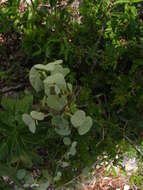 Image of Ayenia rotundifolia Hemsl.