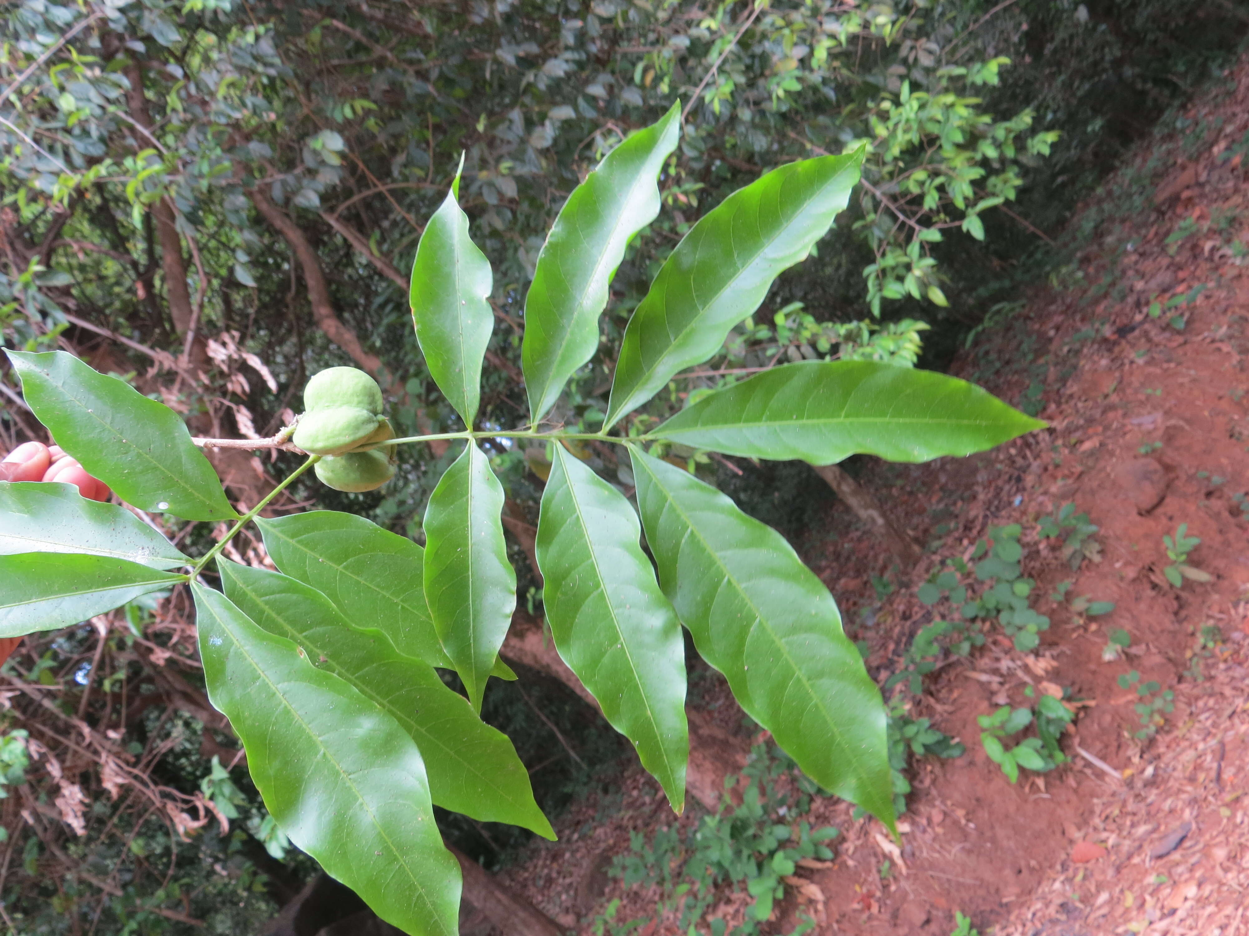 Image of Lepisanthes tetraphylla (Vahl) Radlk.