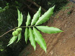 Image of Lepisanthes tetraphylla (Vahl) Radlk.