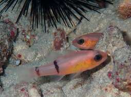 Image of Barred Cardinalfish