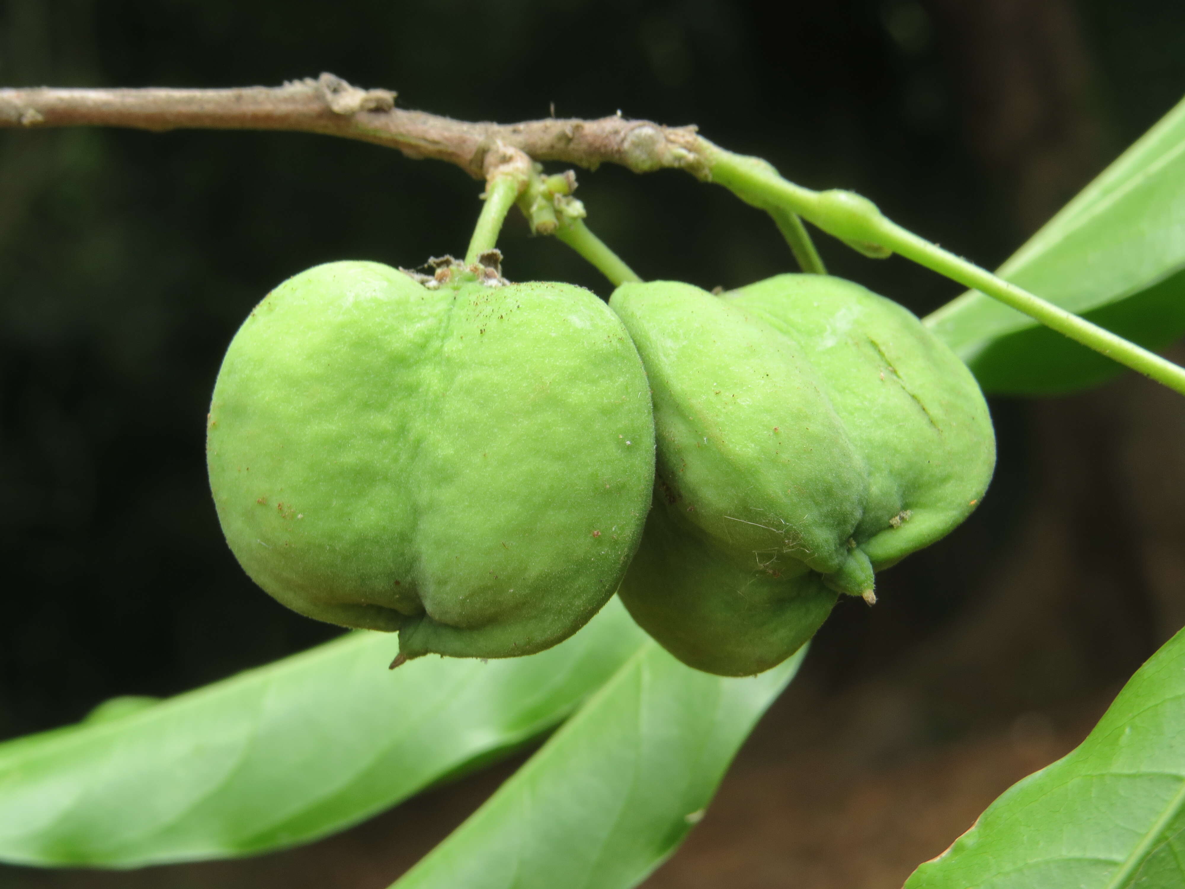 Image of Lepisanthes tetraphylla (Vahl) Radlk.