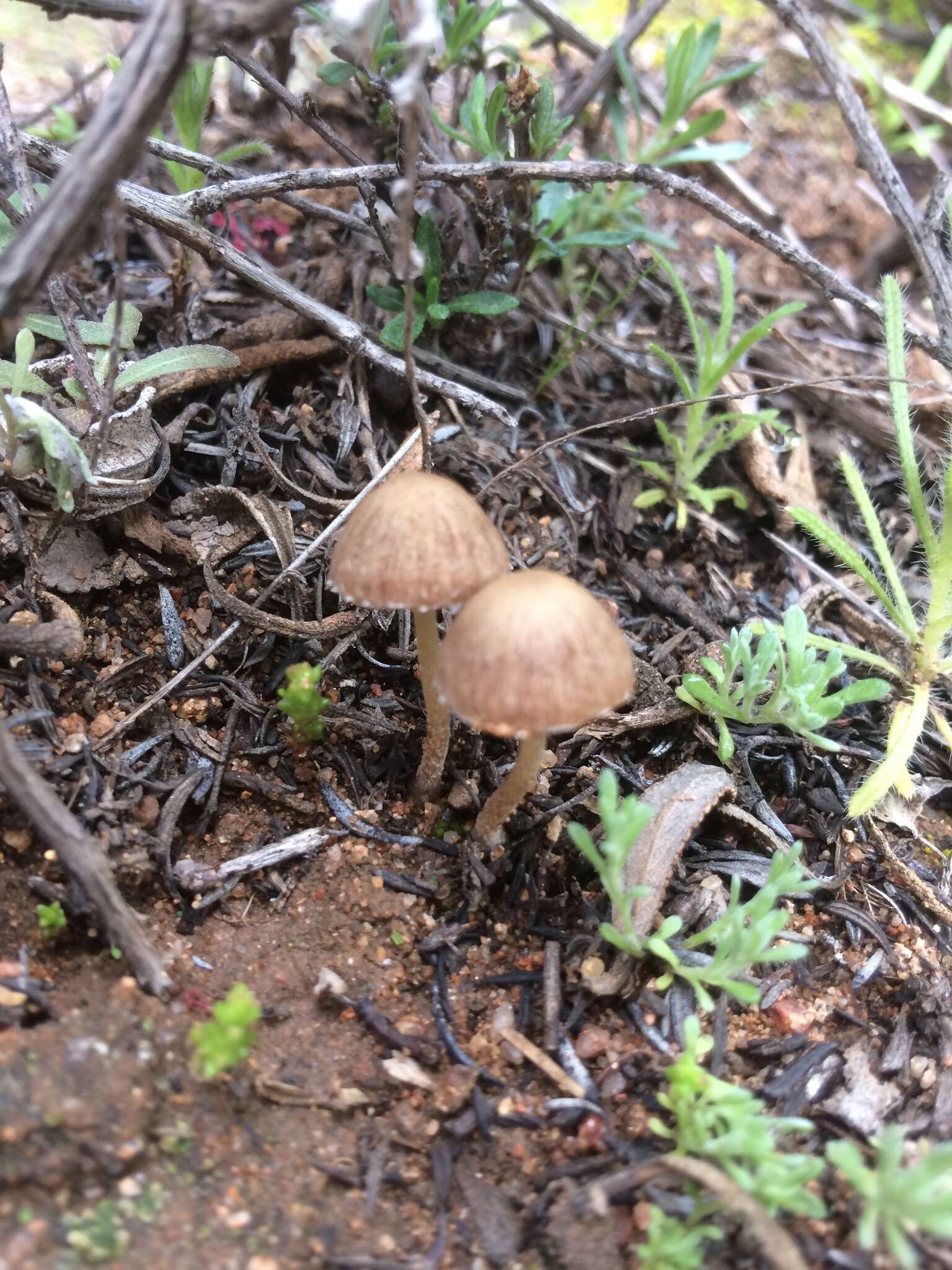 Image of Psathyrella laricina A. H. Sm. 1972