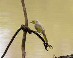 Image of White-plumed Honeyeater