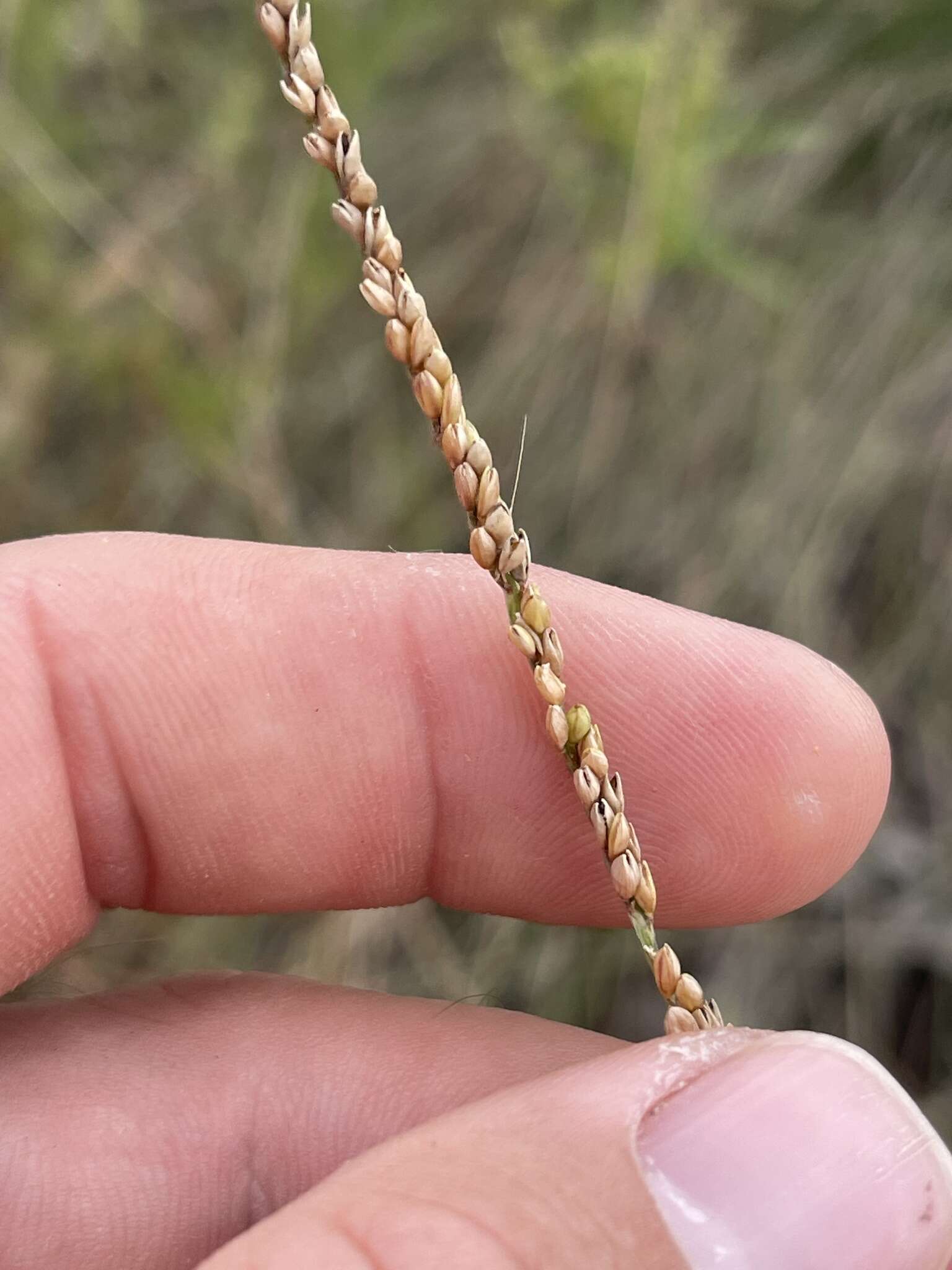 Image of Gulf Dune Crown Grass