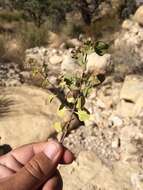 Sivun Ageratina wrightii (A. Gray) R. King & H. Rob. kuva