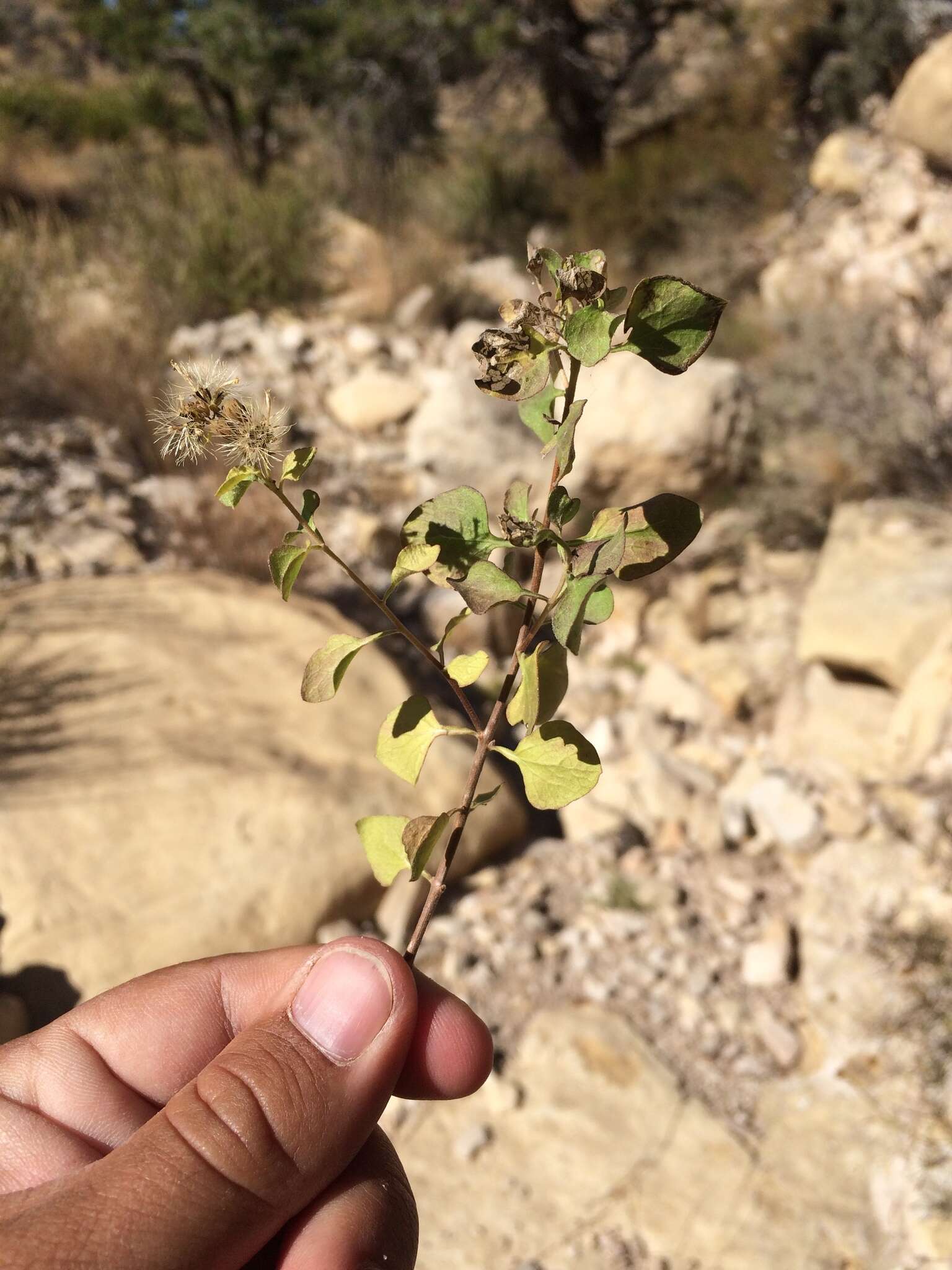 Sivun Ageratina wrightii (A. Gray) R. King & H. Rob. kuva