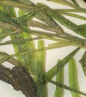 Image of Small Pondweed