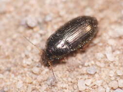 Amara (Amara) anthobia A. & G. B. Villa 1833 resmi