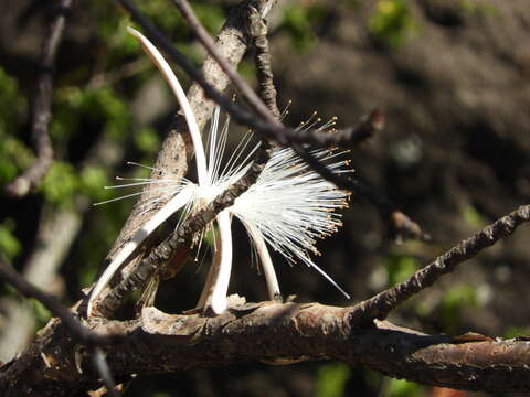 Image of Pseudobombax palmeri (S. Wats.) Dugand