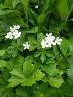 Image of Anemonastrum baicalense (Turcz.) Mosyakin