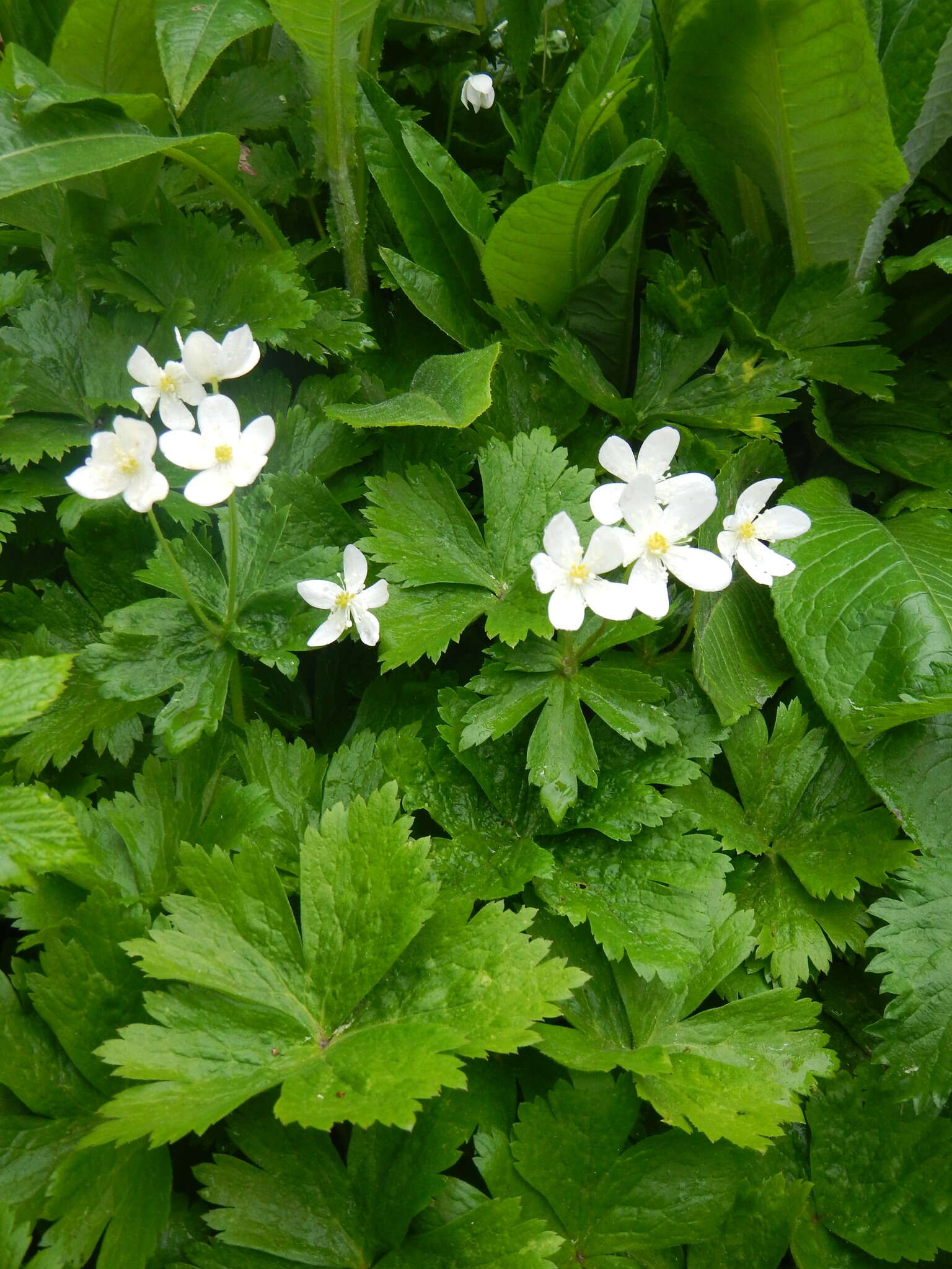 Plancia ëd Anemonastrum baicalense (Turcz.) Mosyakin