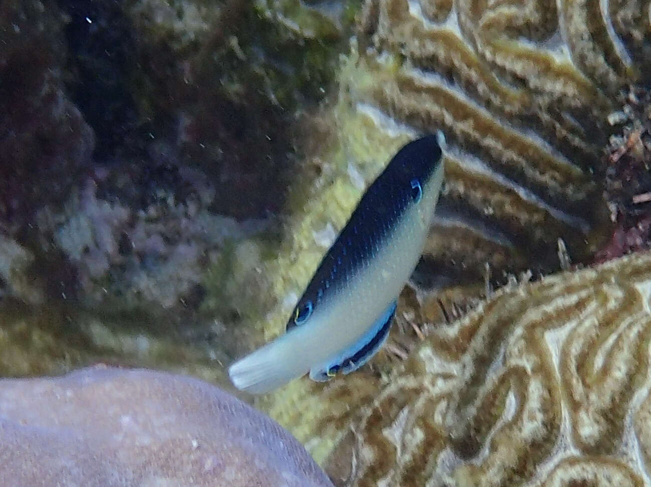 Image of New guinea wrasse