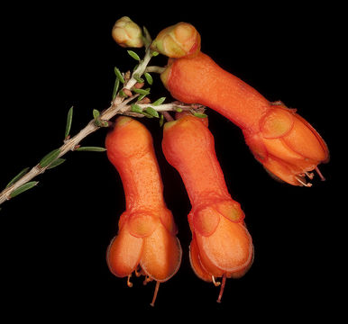 Image of Australian Native Pomegranate