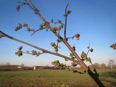 Imagem de Chenopodium album L.