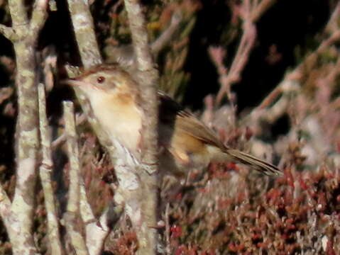 Image of Cisticola juncidis terrestris (Smith & A 1842)