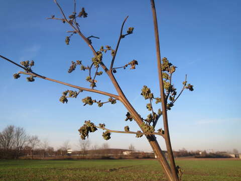 Imagem de Chenopodium album L.