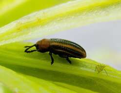 Image of Goldenrod Leaf Miner