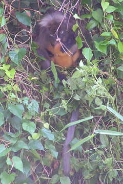 Image of Dusky Langur