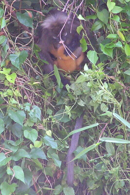 Image of Dusky Langur