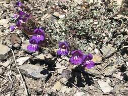 Image of Snow Mountain beardtongue