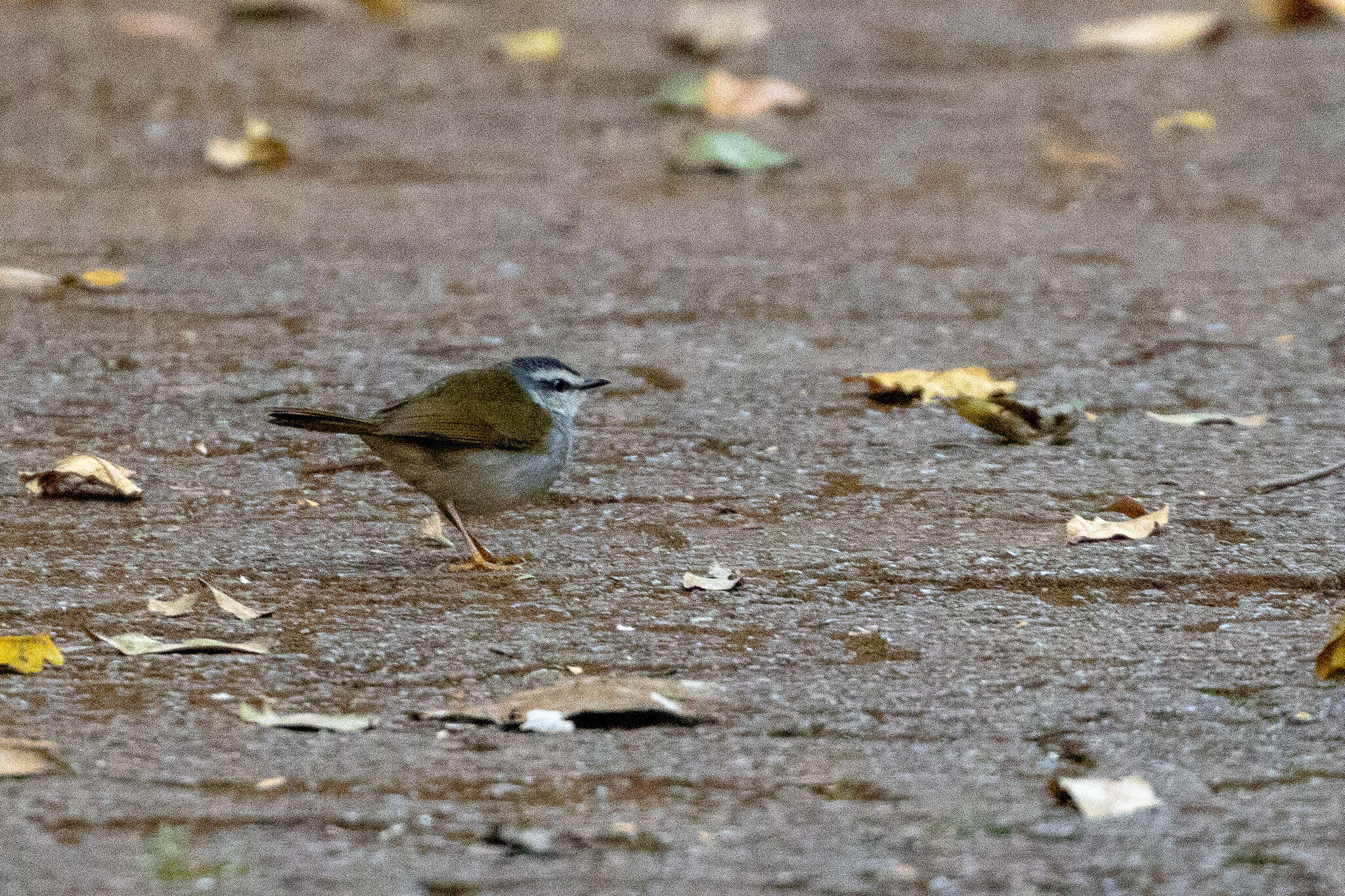 Image of White-striped Warbler