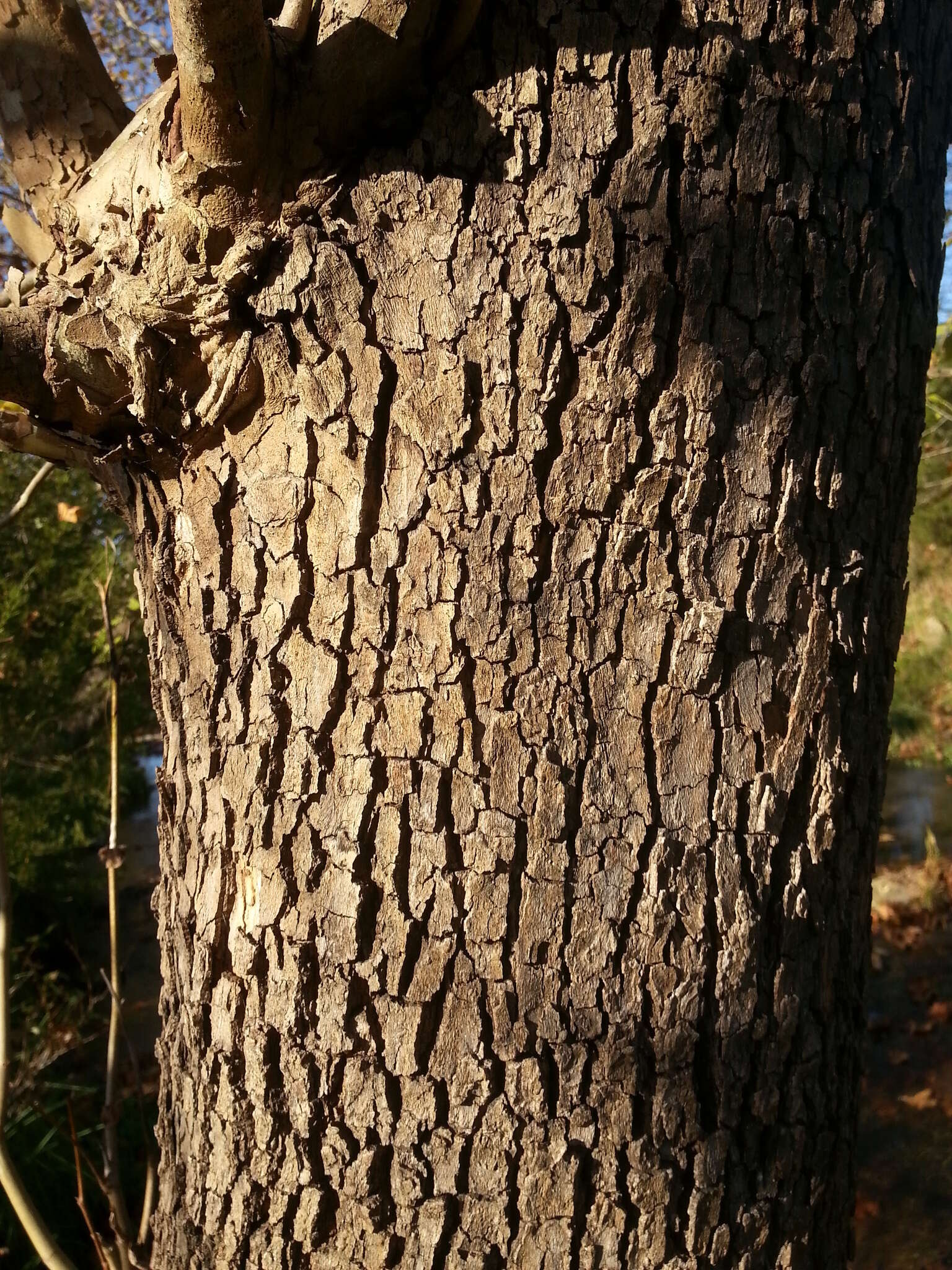 Image of American sycamore
