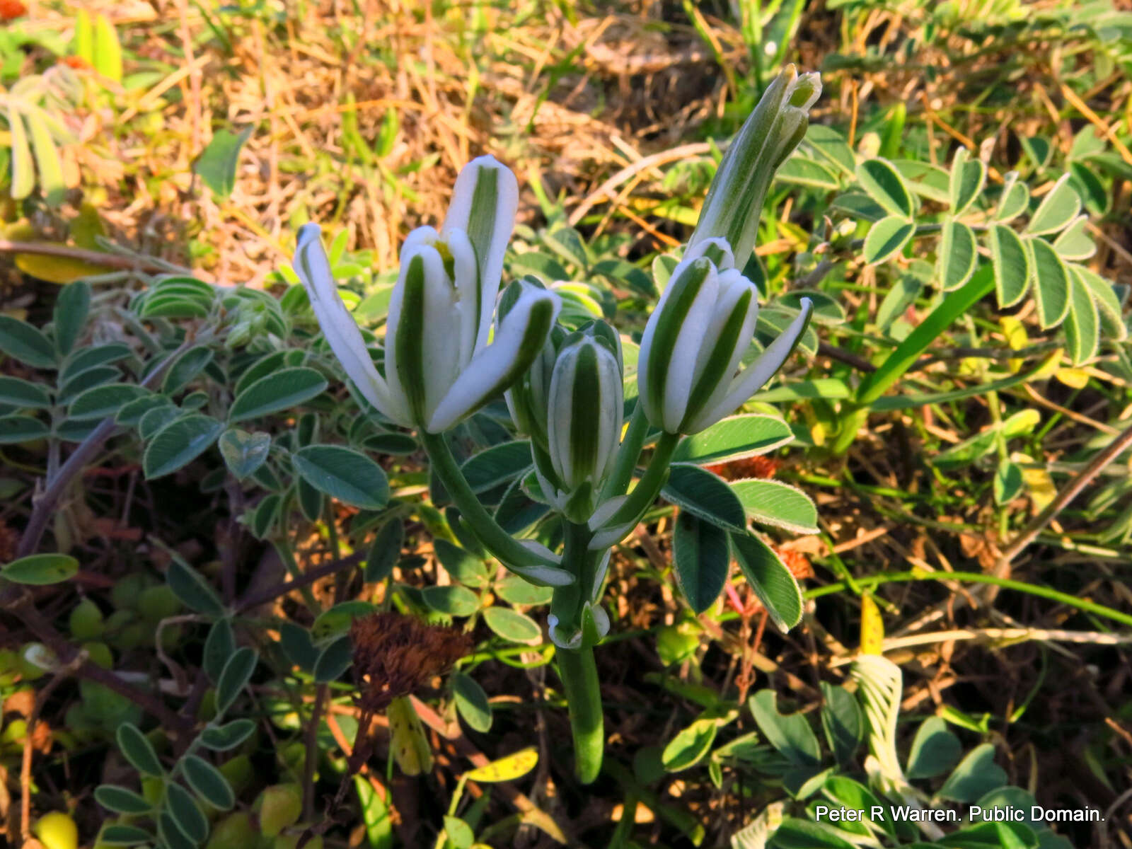 Image of Albuca nelsonii N. E. Br.