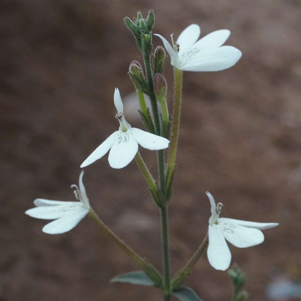 Rhinacanthus zambesiacus I. Darbysh. resmi