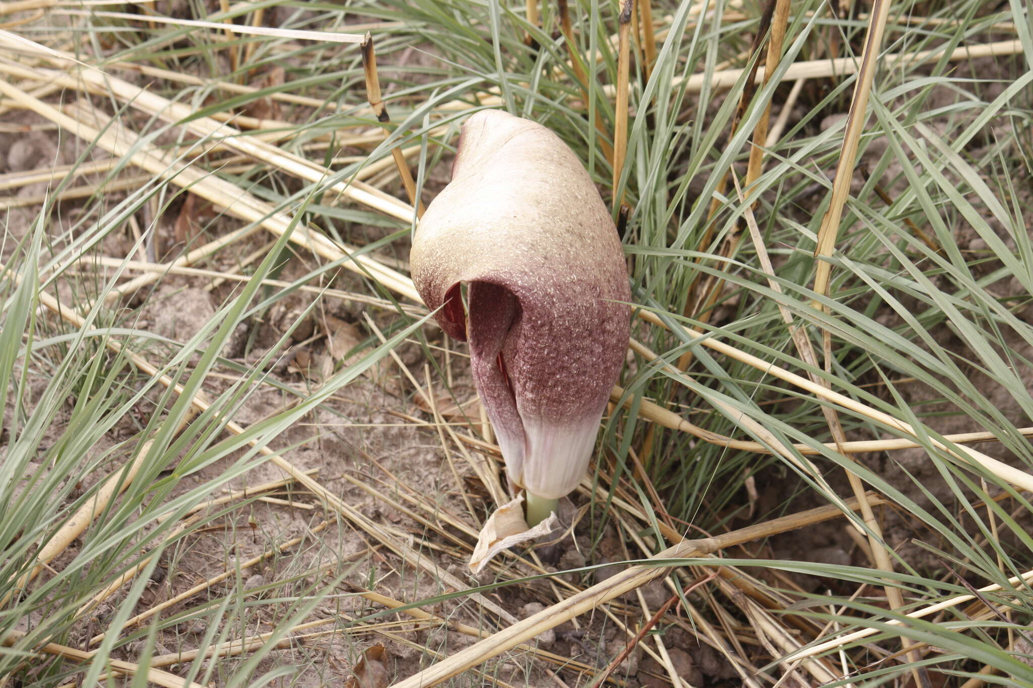 Image of Amorphophallus dracontioides (Engl.) N. E. Br.