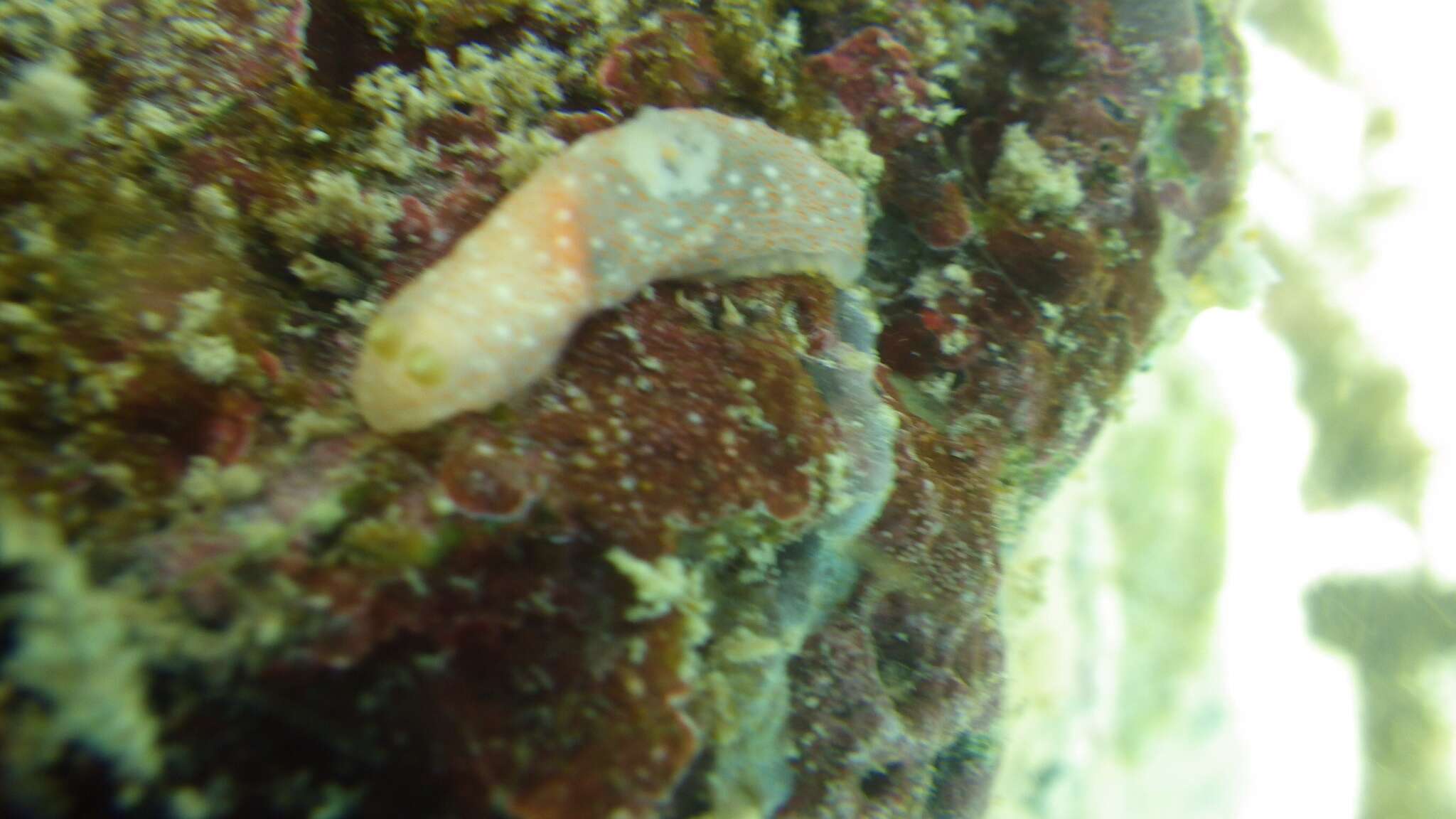 Imagem de Gymnodoris okinawae Baba 1936