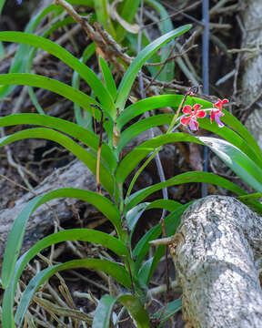 Imagem de Vanda perplexa Motes & D. L. Roberts