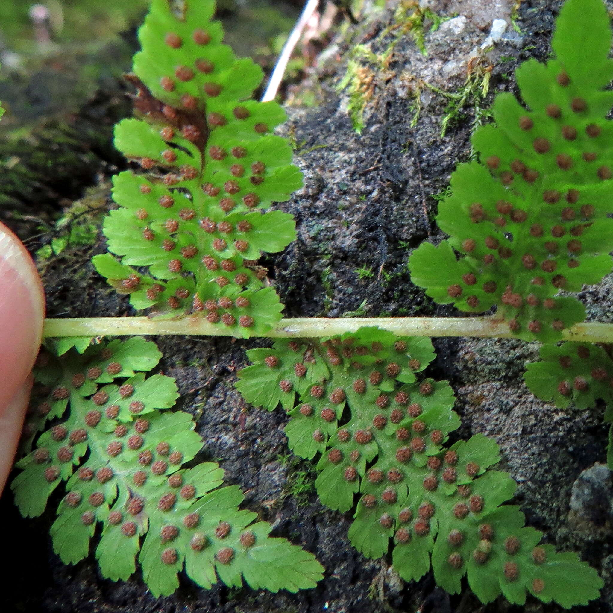 Image of bulblet bladderfern