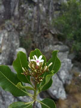 Image of Craspidospermum