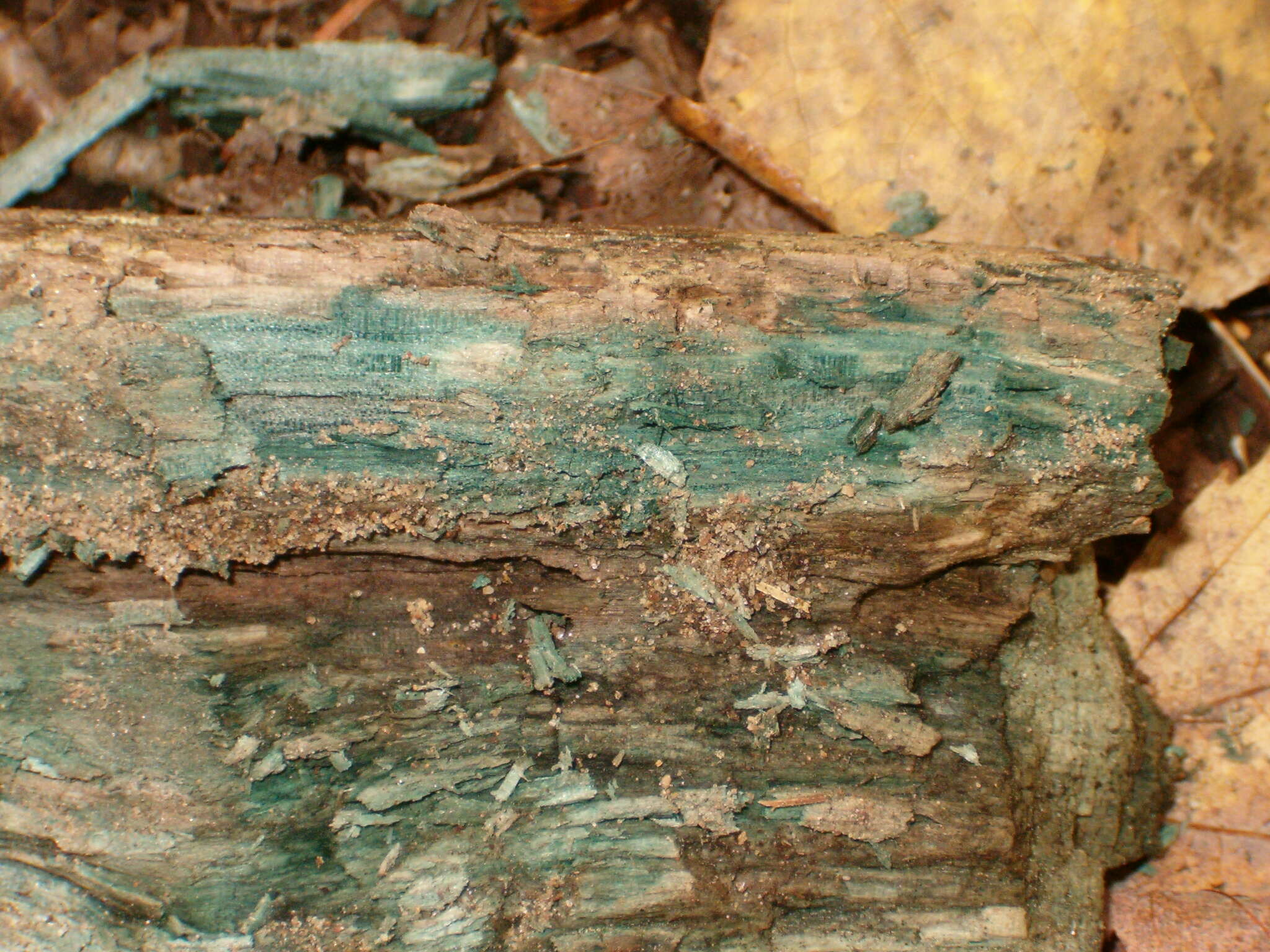 Image of Chlorociboria aeruginascens (Nyl.) Kanouse ex C. S. Ramamurthi, Korf & L. R. Batra 1958