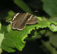 Слика од Lobocla bifasciatus Bremer & Grey 1853