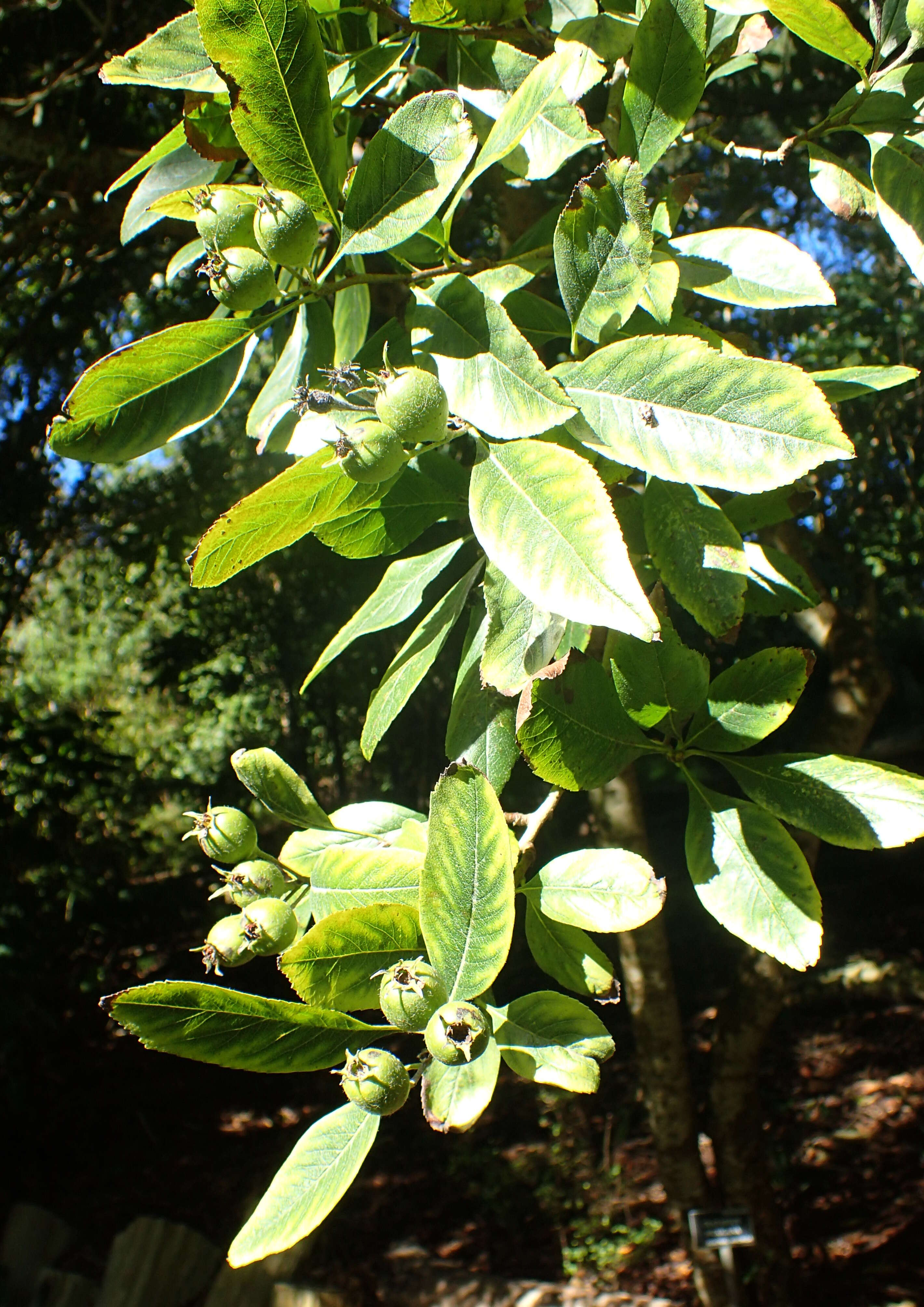 Image of manzanita tejocotera