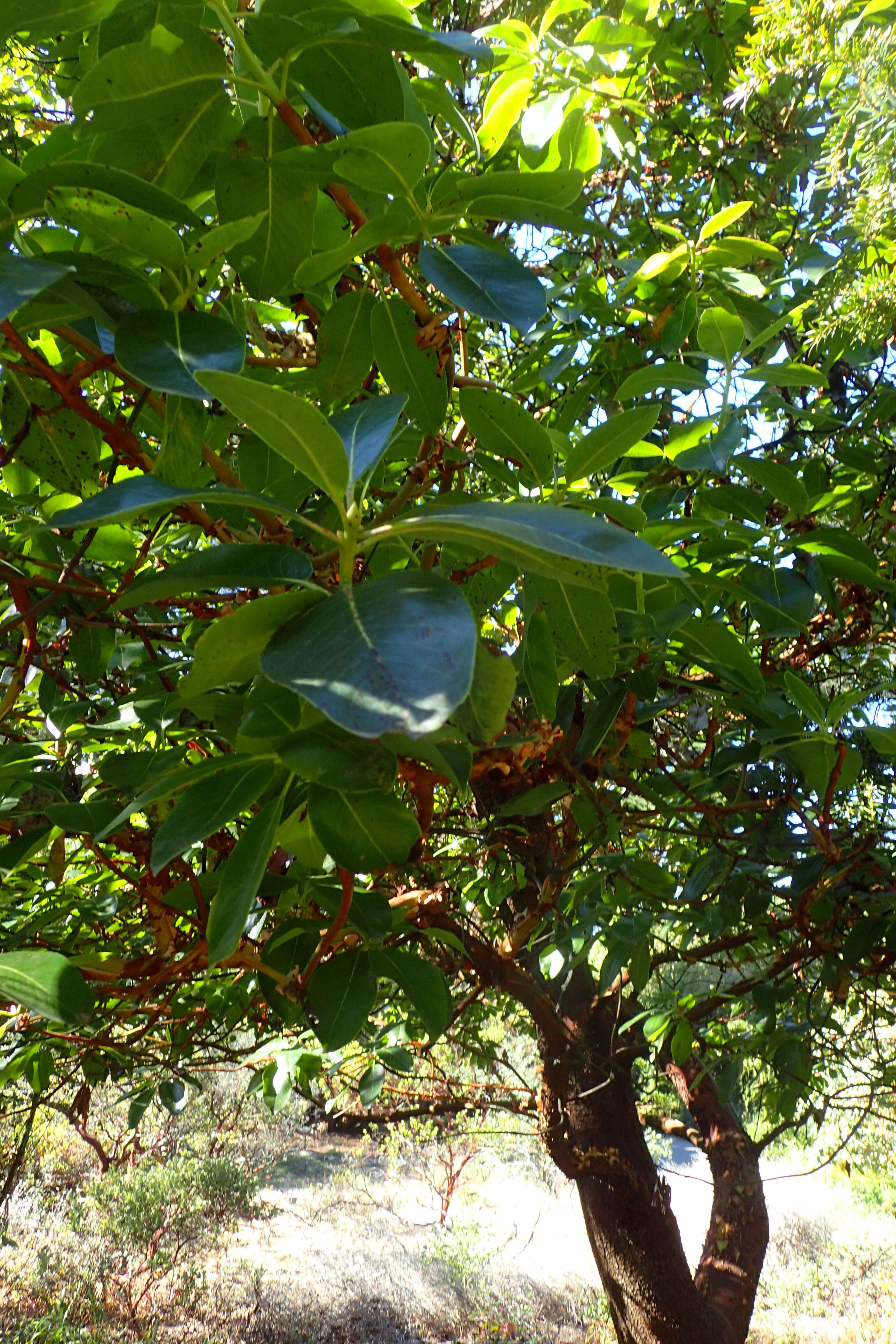 Image of Pacific madrone