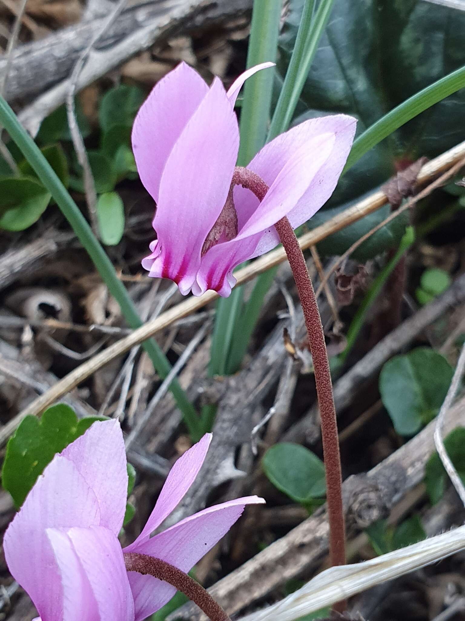 Image of Cyclamen hederifolium subsp. africanum (Boiss. & Reut.) Ietsw.