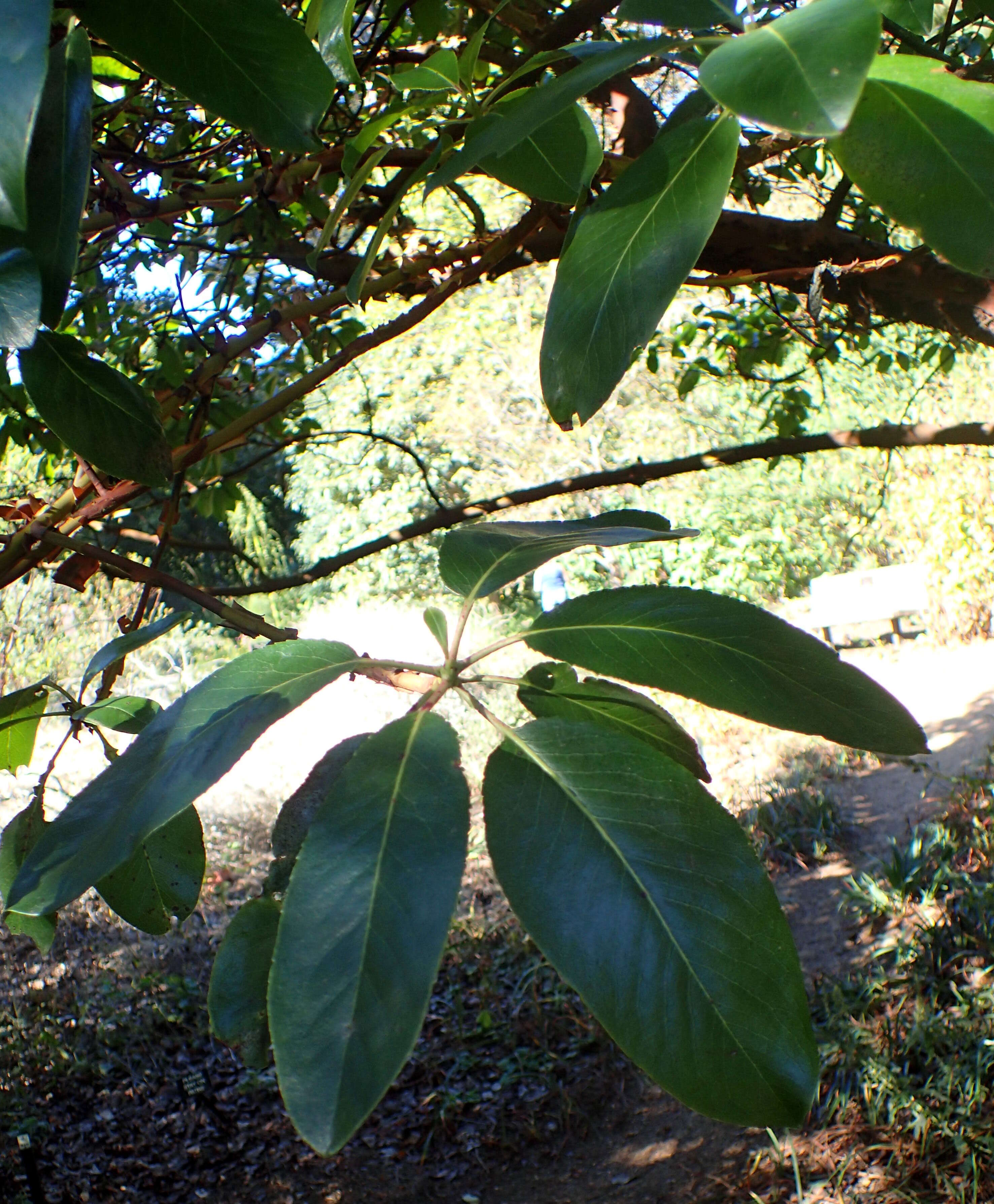 Image of Pacific madrone