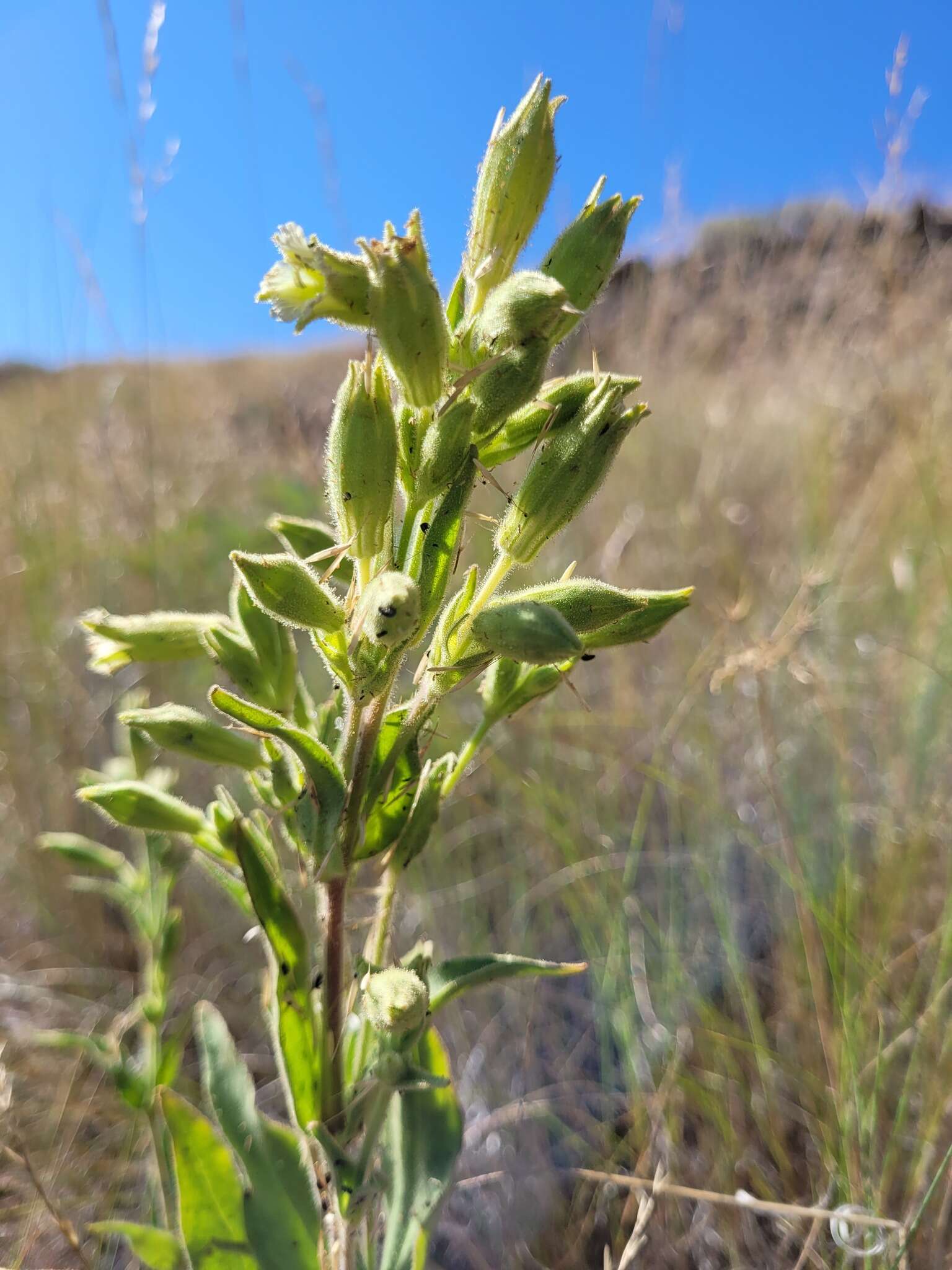 Image of Spalding's Catchfly