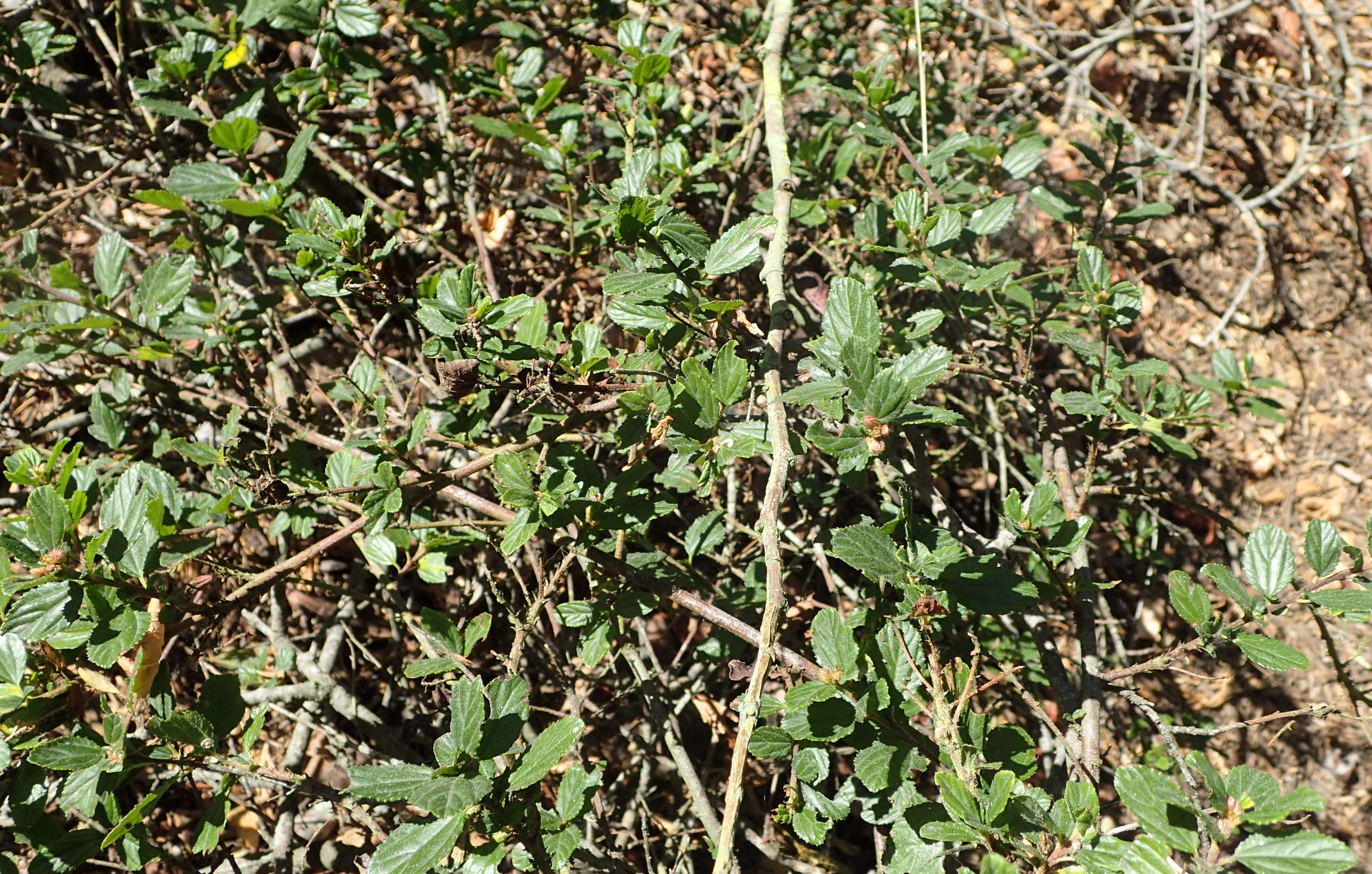 Image of wavyleaf ceanothus