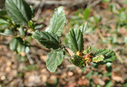 Image of wavyleaf ceanothus