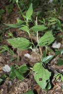 Image of orange coneflower