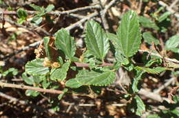 Image of wavyleaf ceanothus