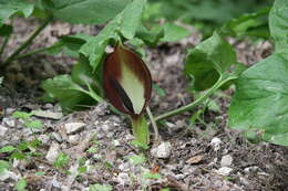 Image de Arum orientale M. Bieb.